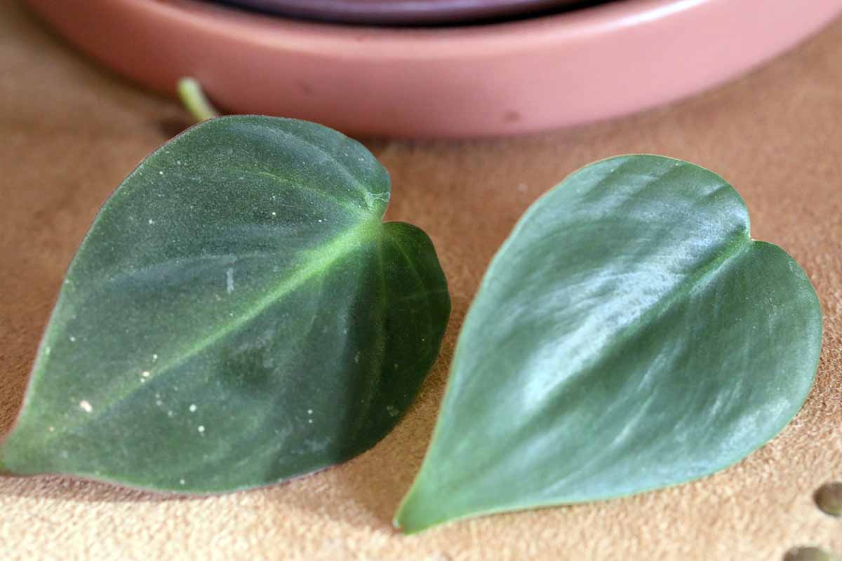 A close up horizontal image of two leaves, the one on the left is a micans and the one on the right a heartleaf philodendron.