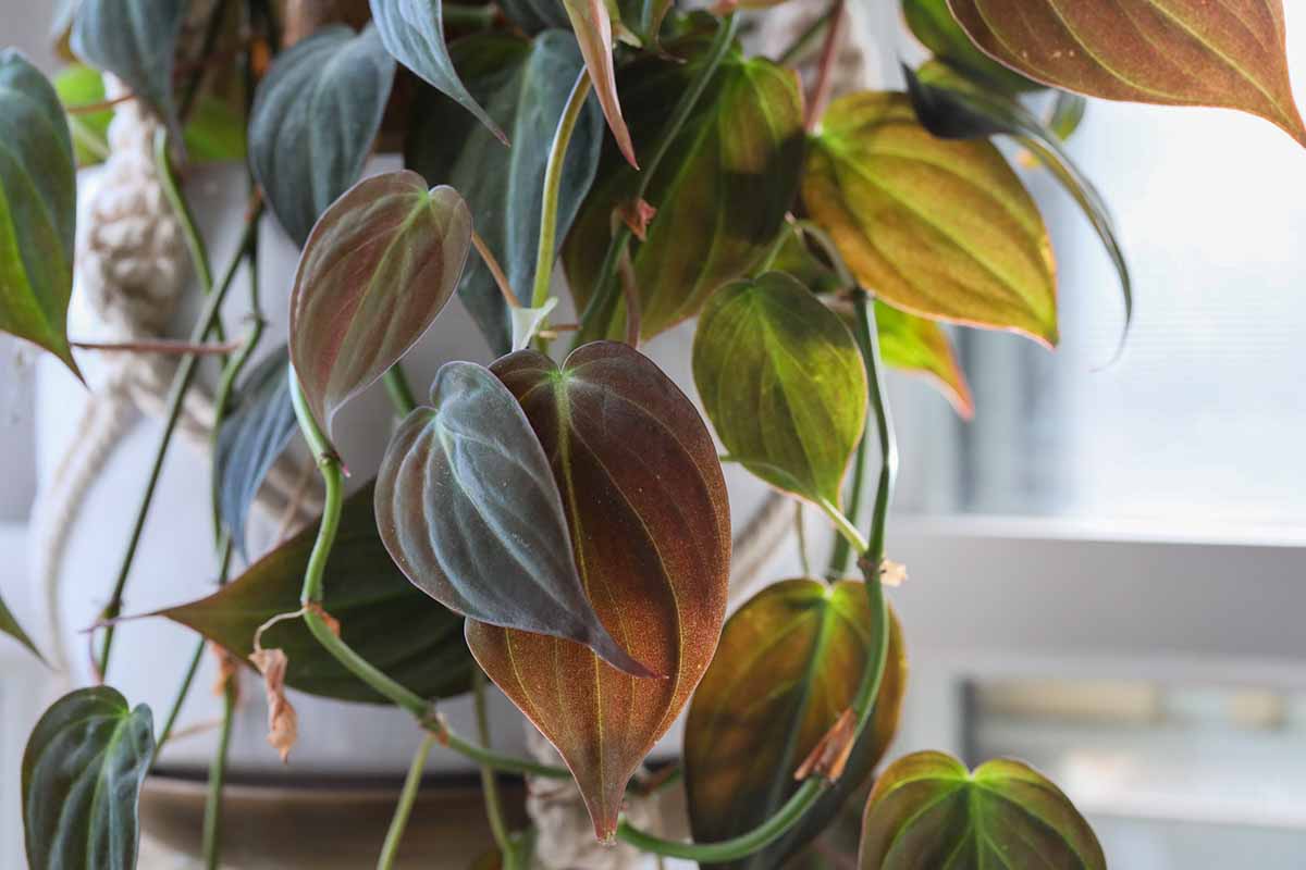 A close up horizontal image of the foliage of a philodendron micans cascading over the side of a pot.