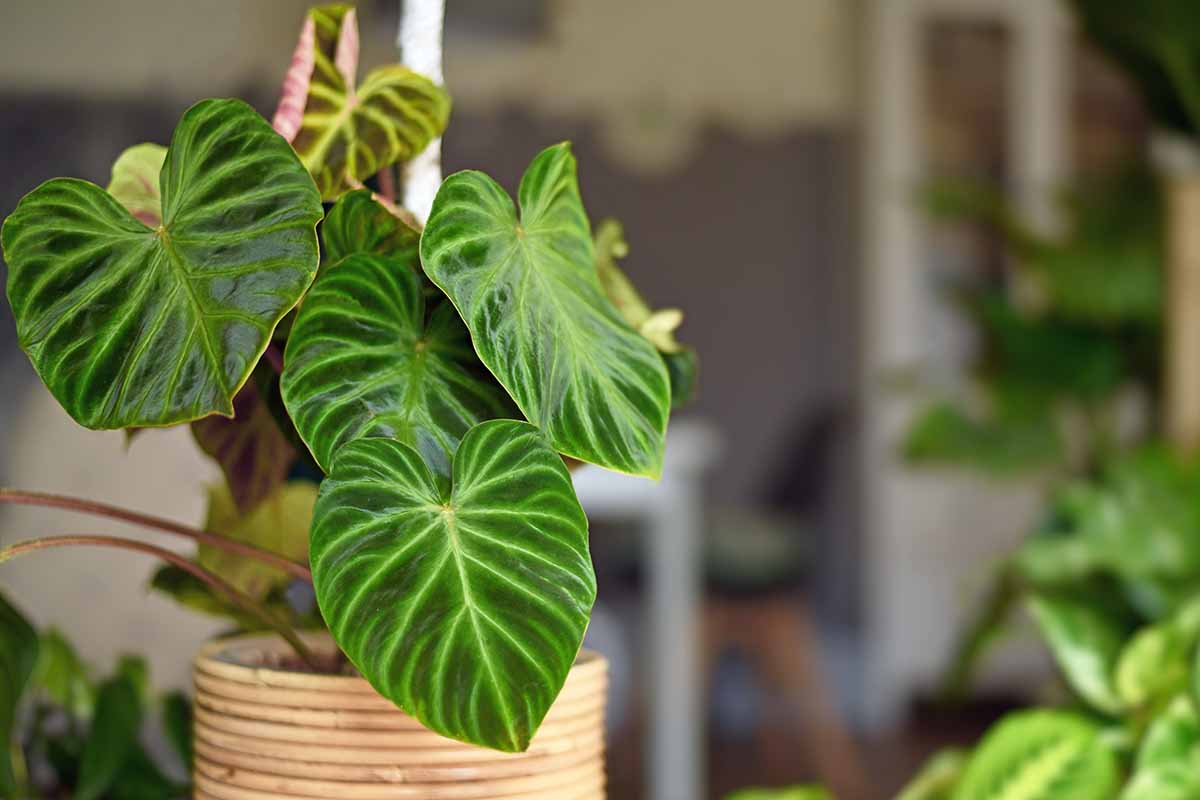 A horizontal image of a houseplant with beautiful velvety veined leaves pictured on a soft focus background.