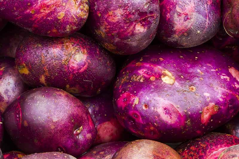 A close up horizontal image of 'Purple Viking' potatoes.