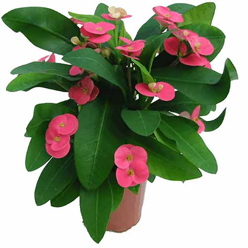 A close up of a small 'Pink Cadillac' crown of thorns growing in a small pot isolated on a white background.