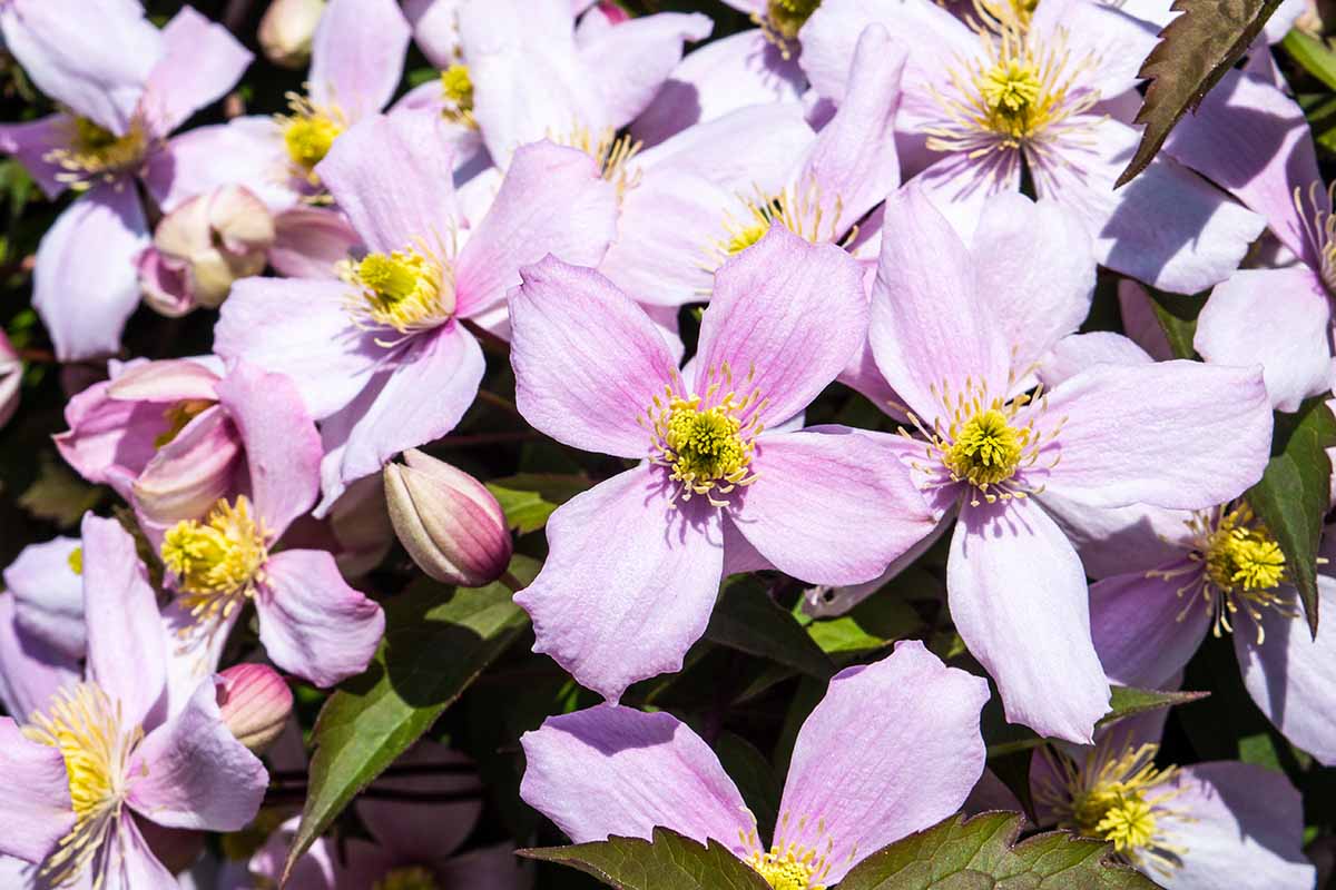 A close up horizontal image of pink clematis flowers growing in the garden pictured in bright sunshine.
