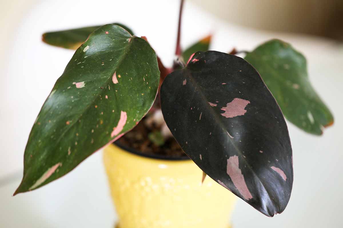A horizontal image of the pink variegated foliage of a 'Pink Princess' growing in a yellow pot indoors pictured on a soft focus background.