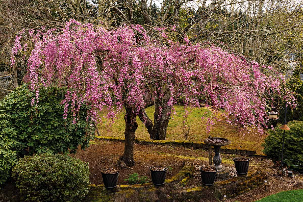 A horizontal shot of a weeping cherry tree with bright pink blooms growing to the left of a stone bird bath outdoors.
