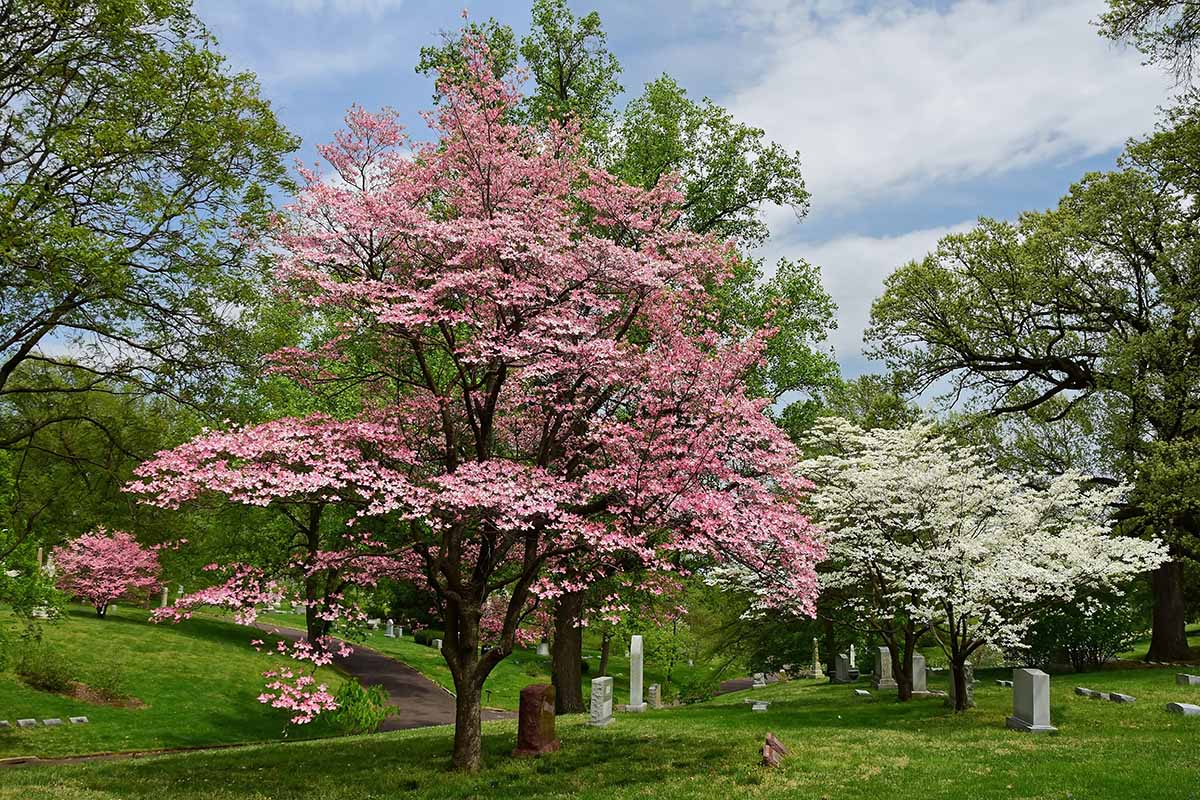 A horizontal image of beautiful flowering white and pink dogwood flowers in spring, in the public gardens of Bellefontaine Cemetery in north St. Louis, Missouri.