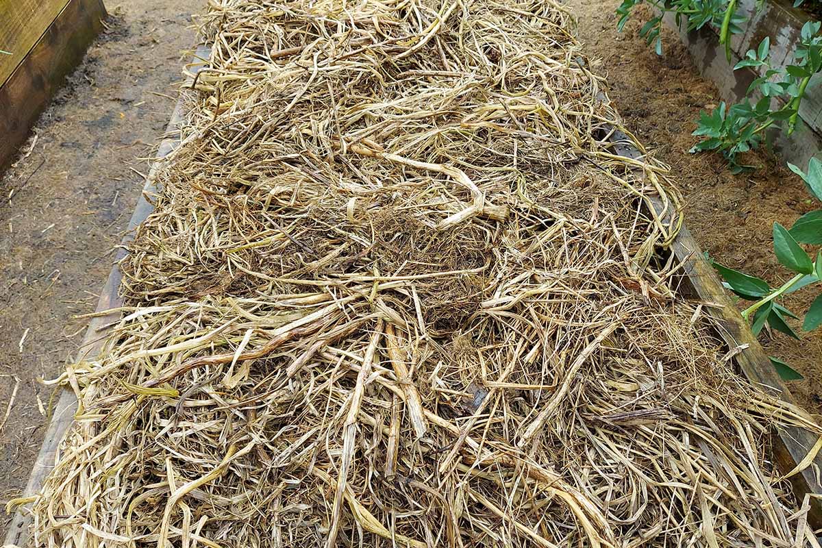 A horizontal close up of a raised garden bed covered in dried plant debris that is being used as mulch.