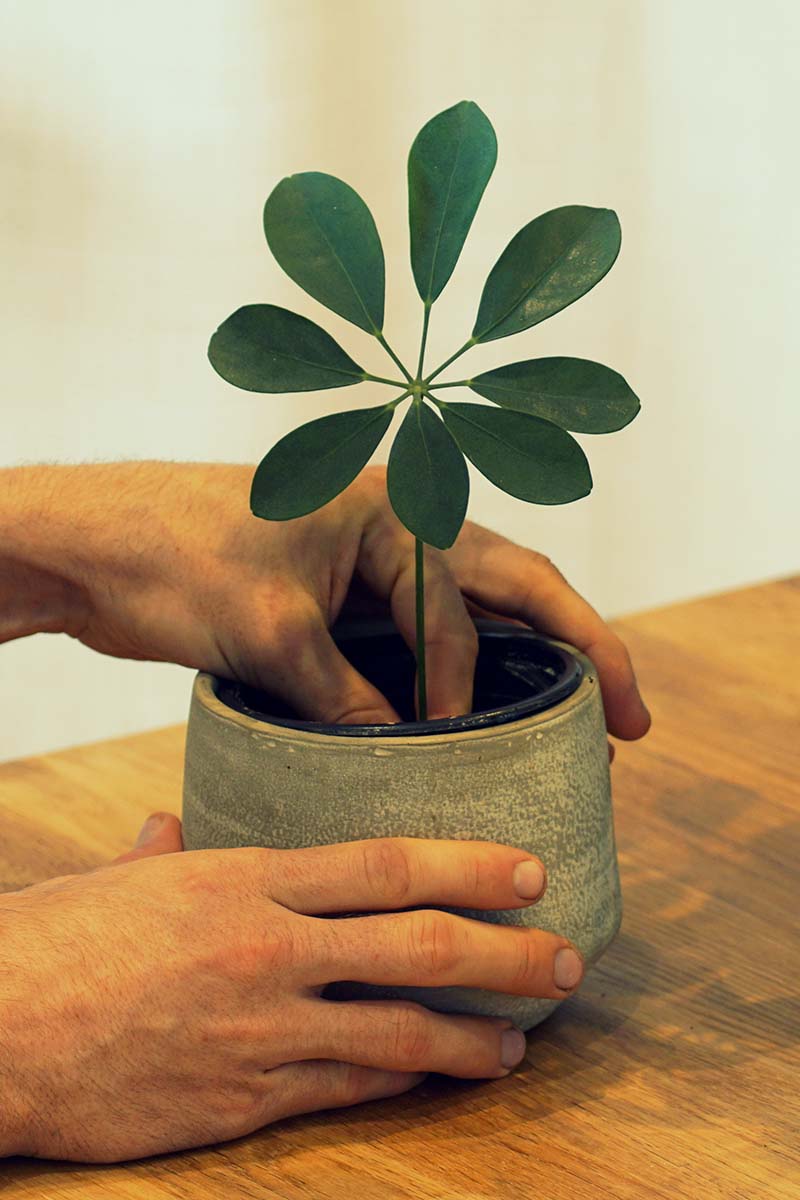 A close up vertical image of two hands from the left of the frame potting up an umbrella plant into a small pot.