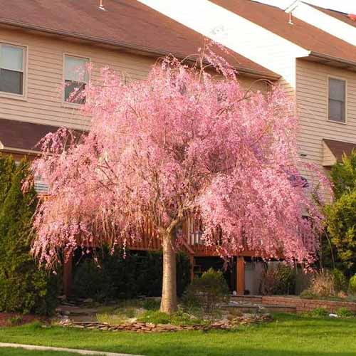 A square image of a pink 'Plena Rosa' tree growing in the grassy yard of a beautiful outdoor residence.