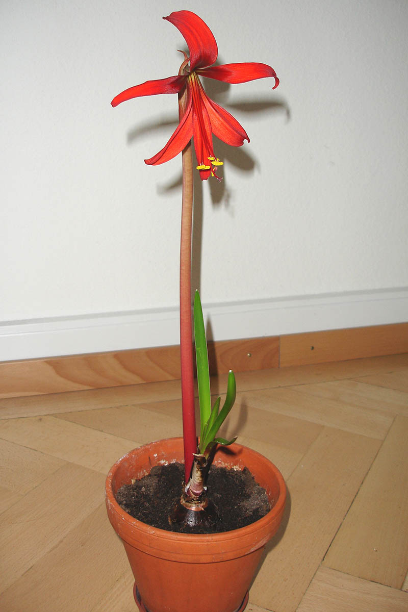 A vertical image of a single Sprekelia formosissima flower growing indoors out of a terra cotta pot on a hardwood floor, all with white drywall in the background.