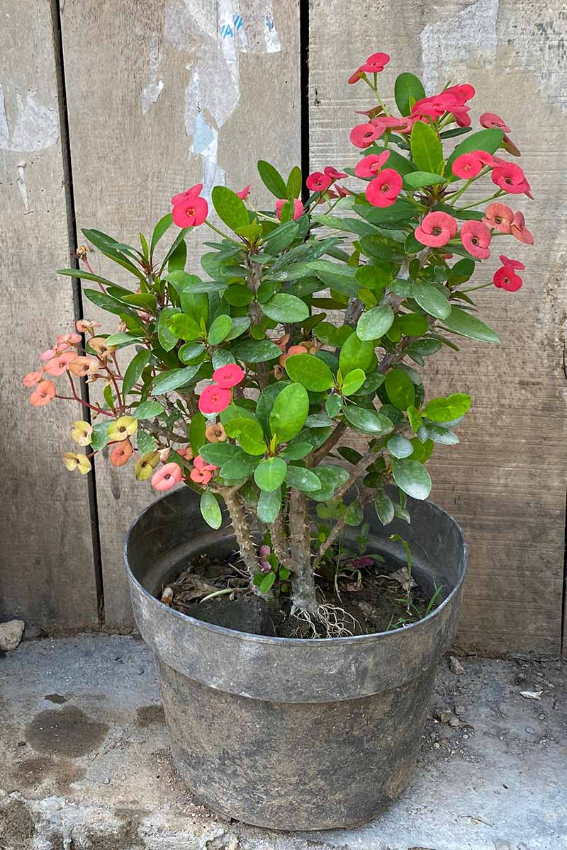 A close up vertical image of a potted crown of thorns plant set outdoors.