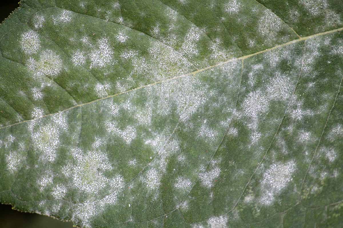 A close up horizontal image of the symptoms of powdery mildew on a leaf.
