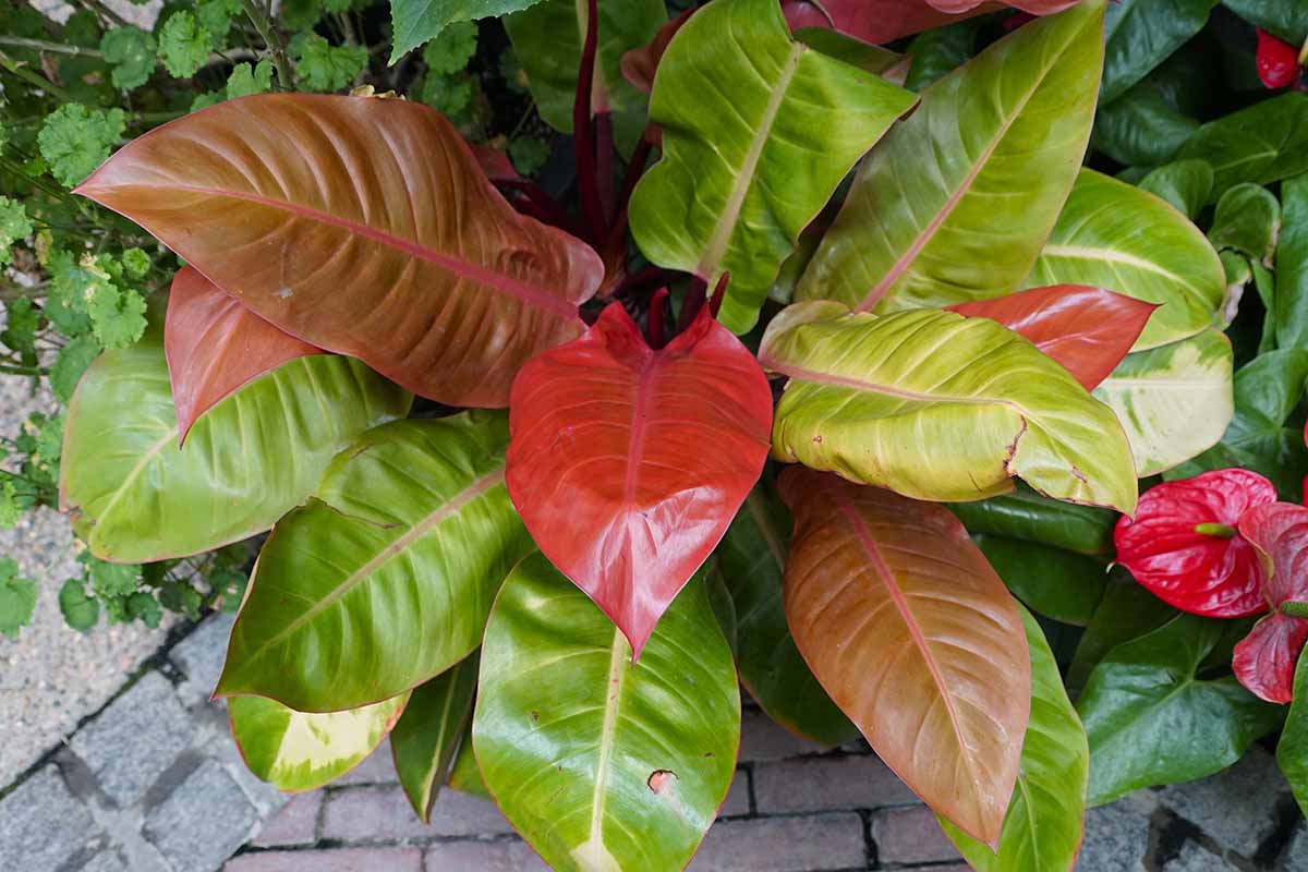 A horizontal image of the red and light green foliage of a 'Prince of Orange' philodendron growing in a border outdoors.