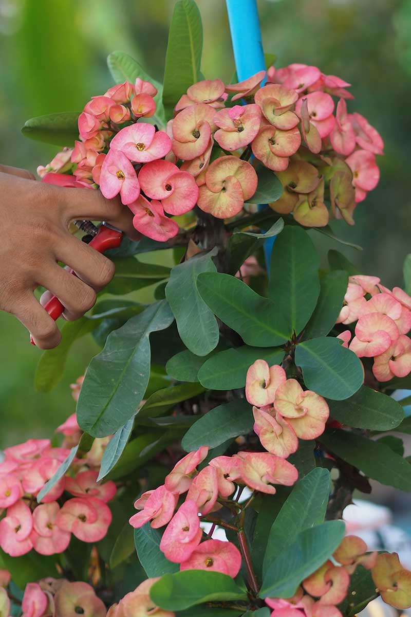 A close up vertical image of a hand from the left of the frame using a pair of pruners to cut the stem of a Euphorbia millii with pink flowers.