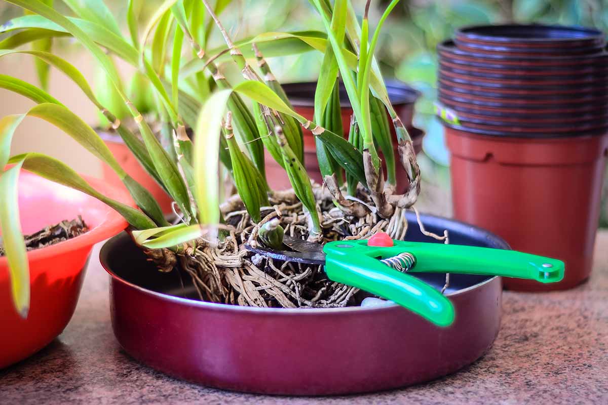 A horizontal photo of an orchid set in a shallow red pan. A pair of green garden clippers are pruning the base of the plant.
