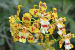 A close up horizontal image of the yellow and brown bicolored flowers of oncidium orchids, pictured on a soft focus background.