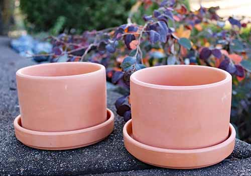 A close up horizontal image of two terra cotta pots set outdoors.