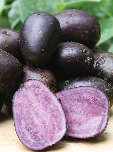A close up of whole and halved 'Purple Majesty' potatoes set on a wooden surface.