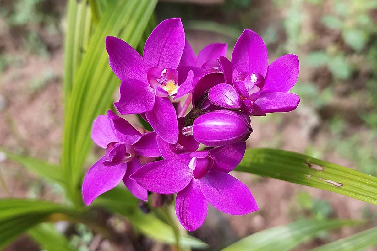 A horizontal photo of a purple terrestrial orchid growing out in a garden.