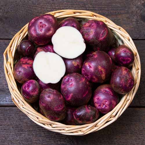 A square image of a wicker basket filled with 'Purple Viking' potatoes with one sliced in half to show the white flesh inside.