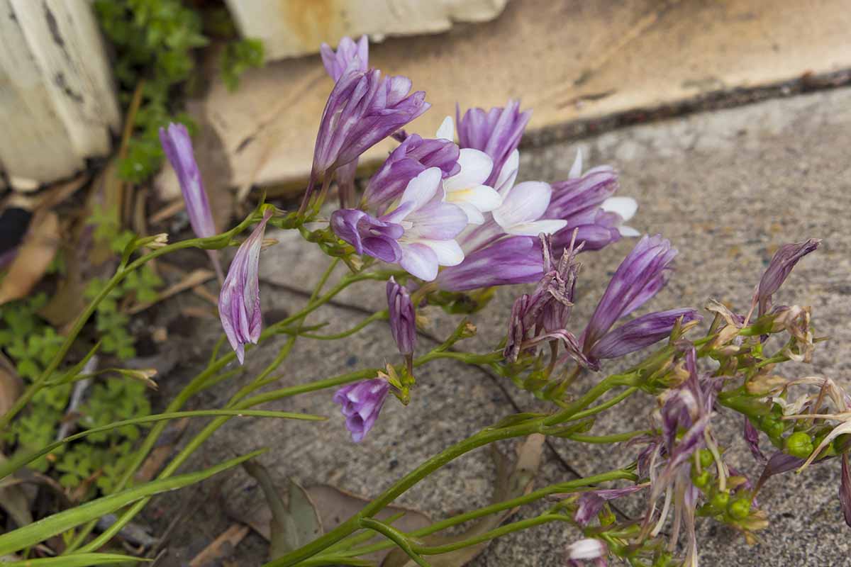 A close up horizontal image of purple and white freesia flowers growing in the garden.