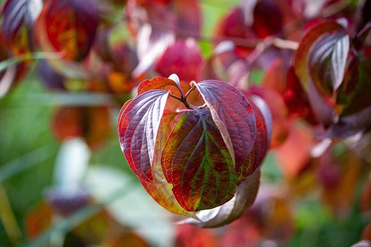 A horizontal shot of the red-colored autumn leaves of a Cornus sanguinea specimen.
