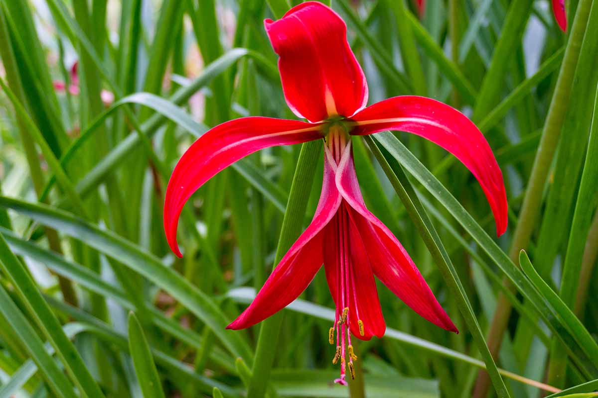 A horizontal image of a crimson Aztec lily bloom growing among tall, narrow green foliage outdoors.
