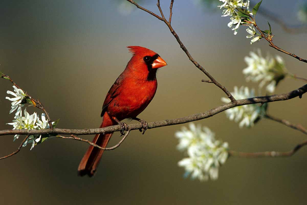 A horizontal photo of a red cardinal bird on a serviceberry branch with white blooms.