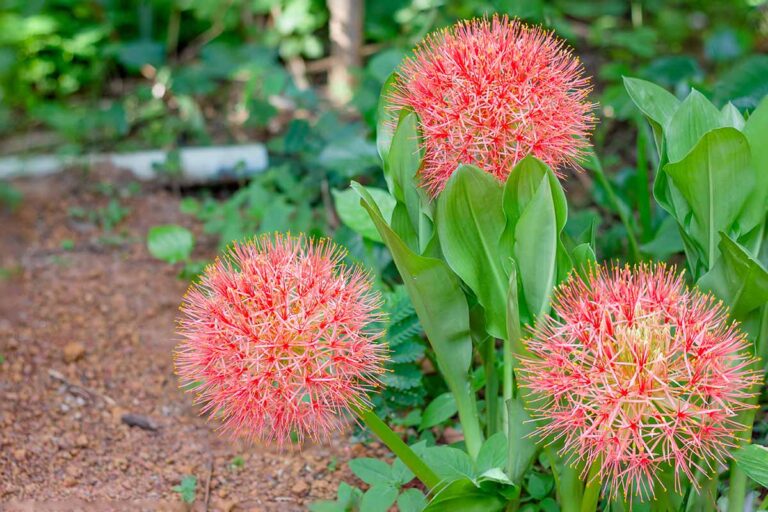 How to Grow and Care for Blood Lilies | Gardener’s Path