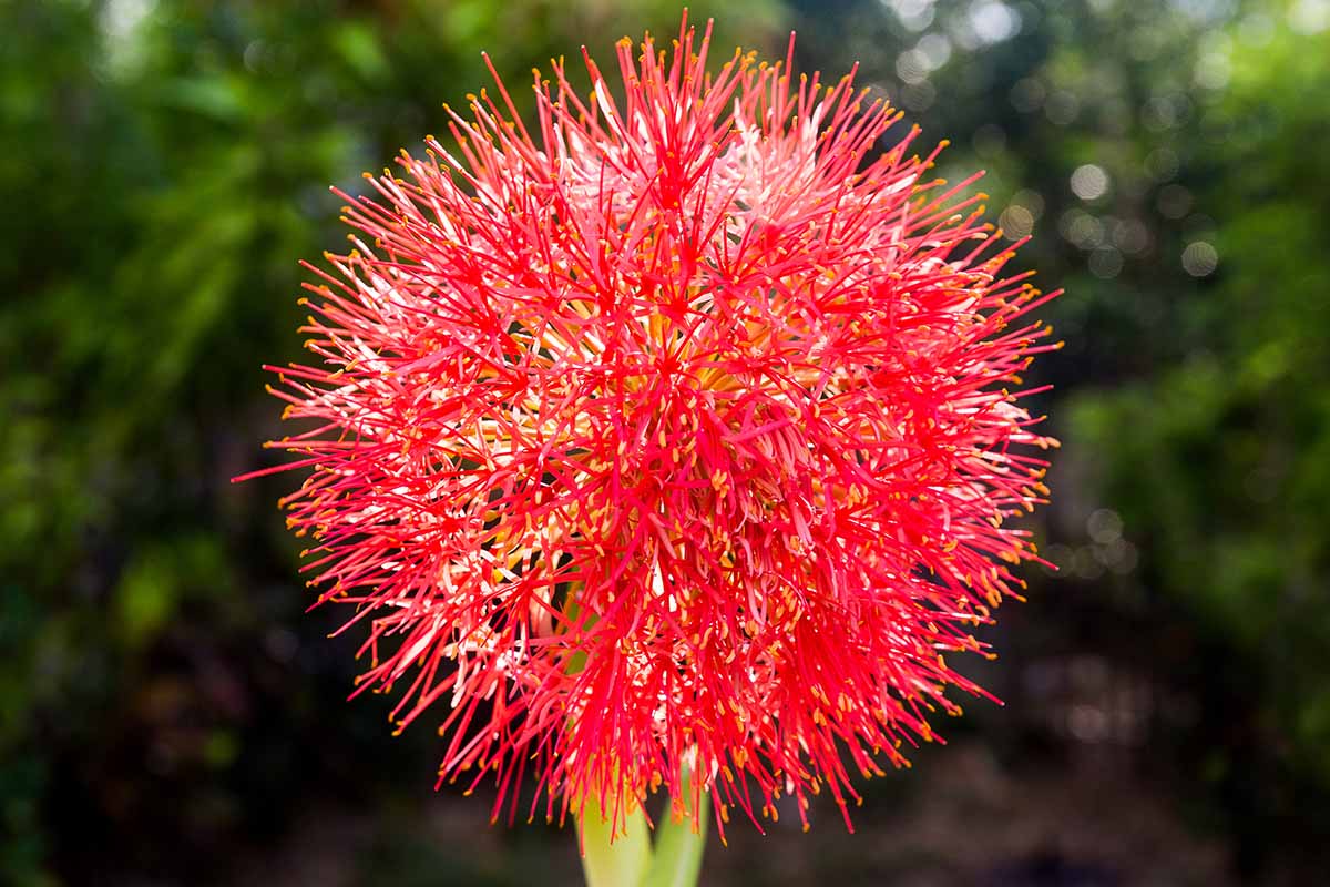 A horizontal closeup of the sun-struck red inflorescence of a Scadoxus multiflorus bloom in front of a blurry outdoor background.