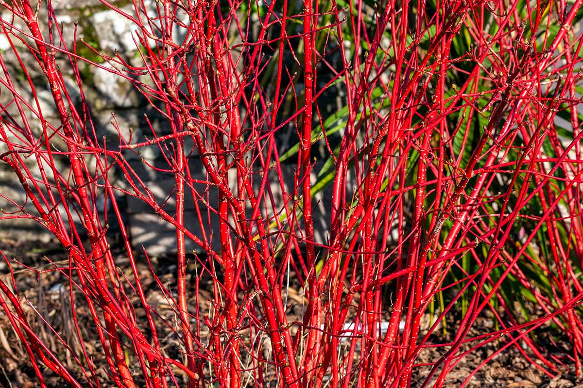 A horizontal shot of a Cornus alba 'Sibirica' shrub with crimson red stems in an outdoor winter landscape.
