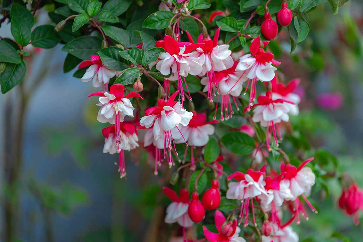A close up horizontal image of red and white fuchsia flowers growing indoors pictured on a soft focus background.