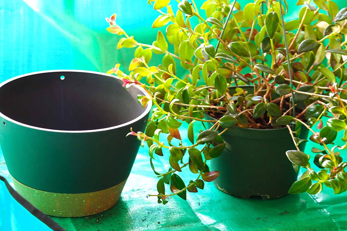 A close up horizontal image of a potted goldfish plant in a pot with a larger pot next to it.