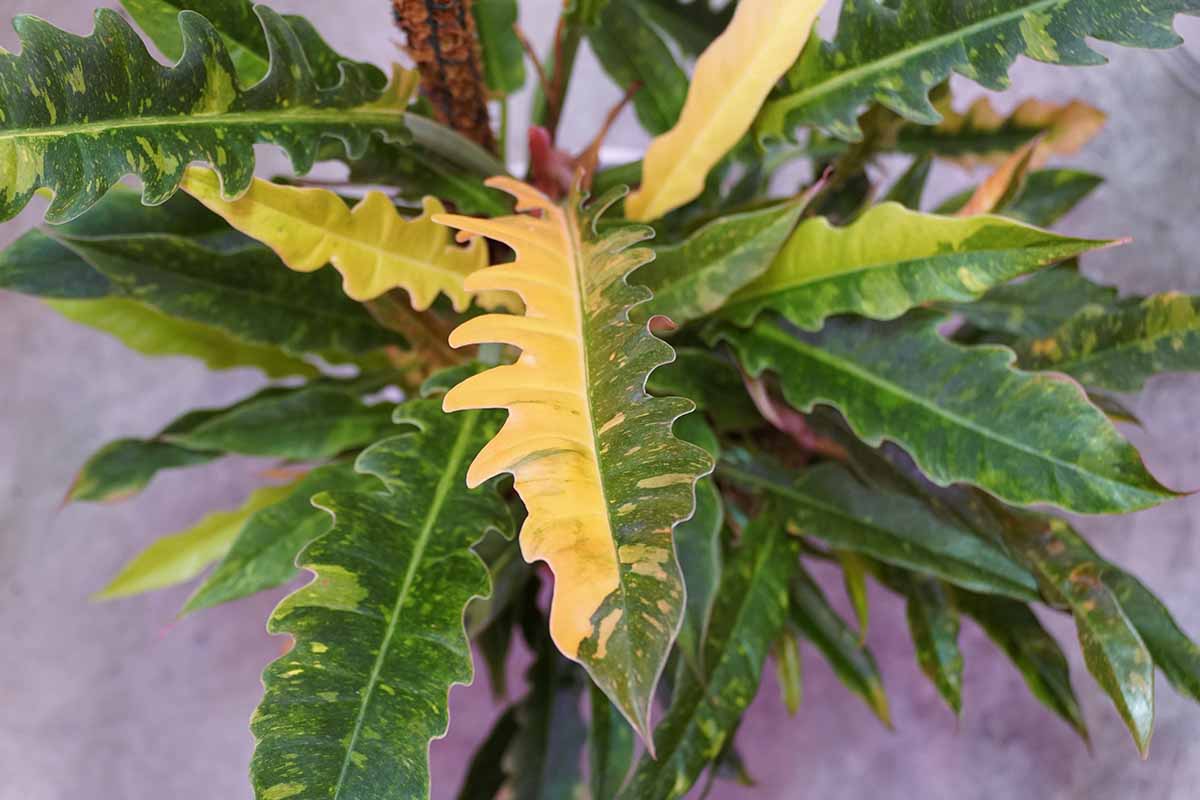 A close up horizontal image of the yellow and green variegated leaves of 'Ring of Fire' growing in a pot on a concrete surface.