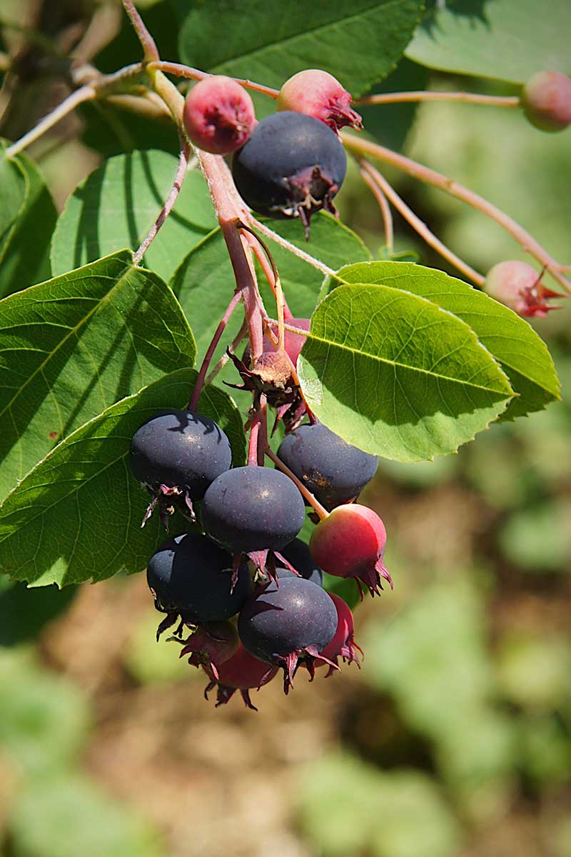 A vertical photo close up of a serviceberry branch with dark, ripe berries.