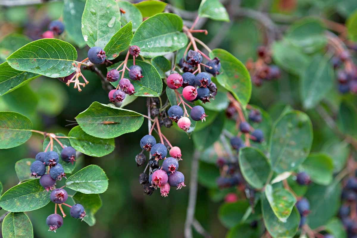 A horizontal shot of ripe serviceberries on a a branch in the garden.