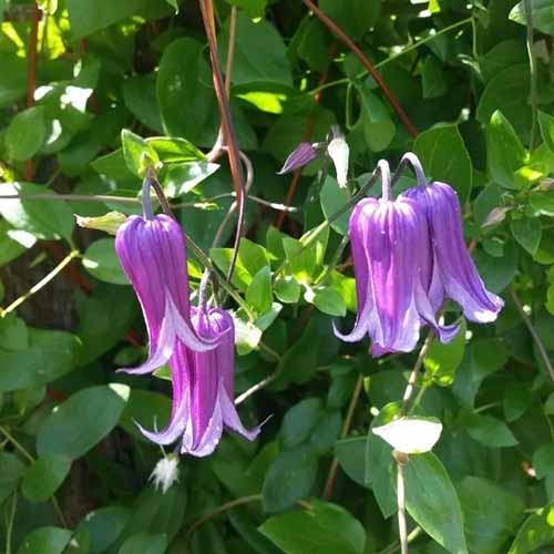 A close up square image of 'Rooguchi' clematis flowers growing in the garden pictured in light filtered sunshine.