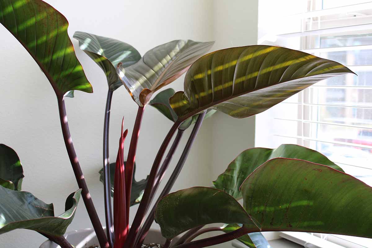 A horizontal image of a large 'Rojo Congo' philodendron growing in a large pot by a sunny window.