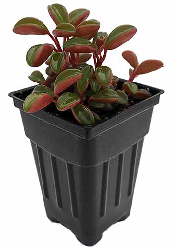 A vertical product photo of a Ruby Glow peperomia in a square black nursery pot.