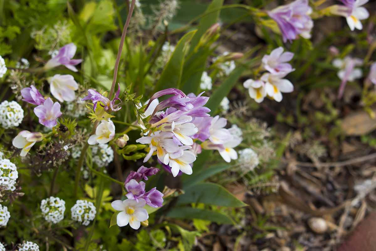 A close up horizontal image of purple and white freesia flowers growing in a mixed garden border.
