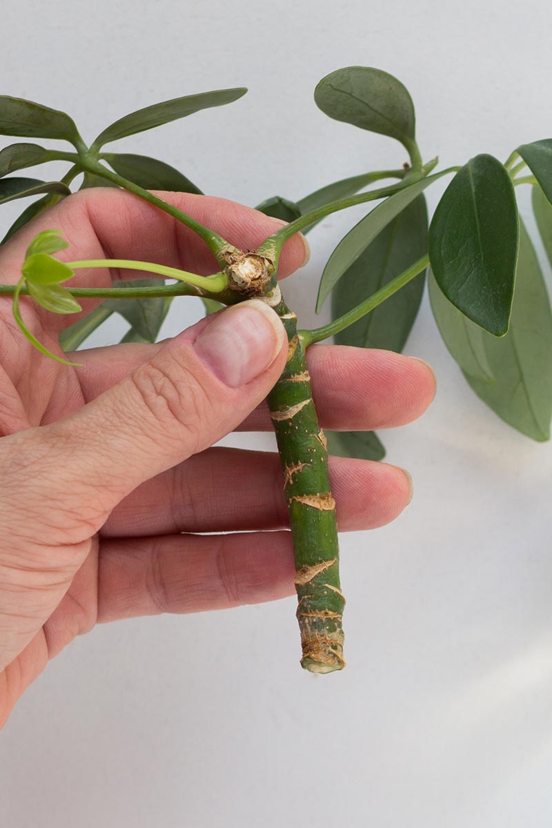A close up vertical image of a hand from the left of the frame holding up a schefflera stem section for propagation.