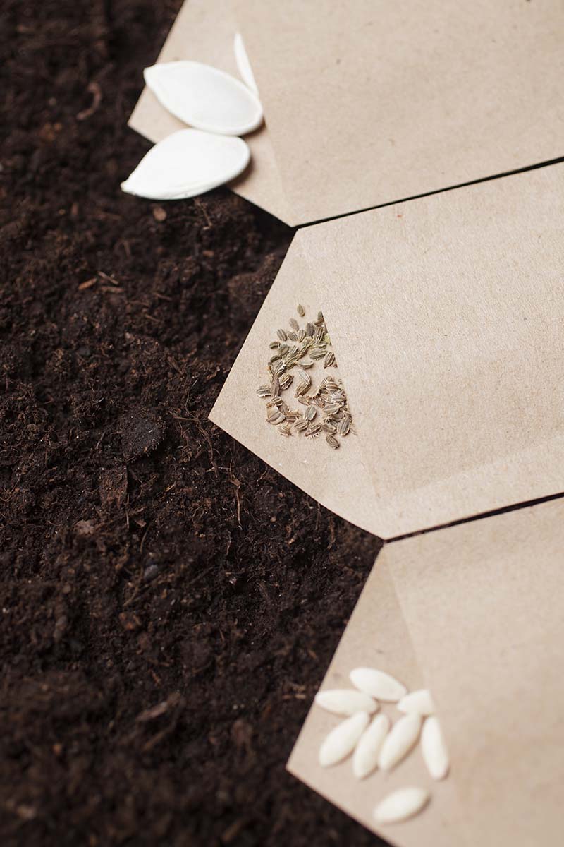 A close up vertical image of paper seed packets set on dark soil with seeds spilling out.