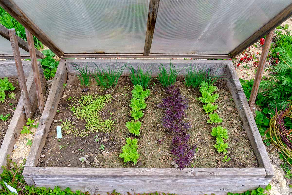 A close up horizontal image of a small raised bed with small seedlings growing inside.