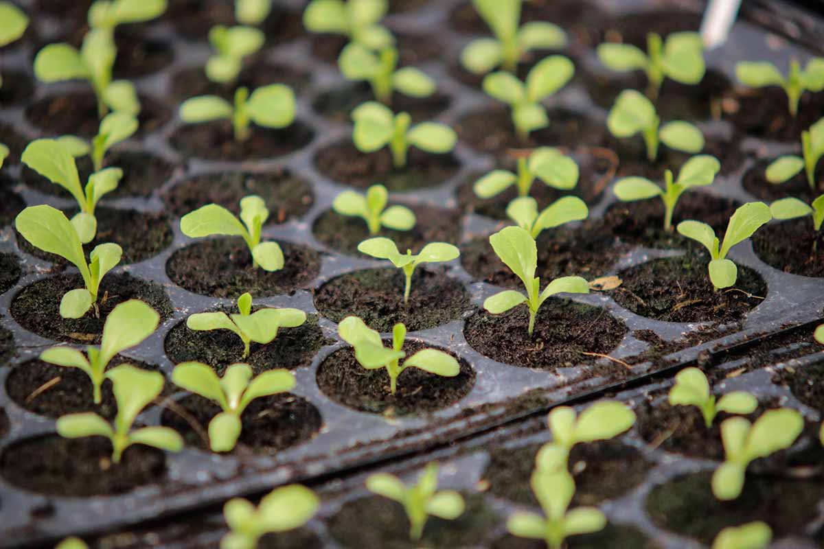 A close up horizontal image of a large tray of seedlings.