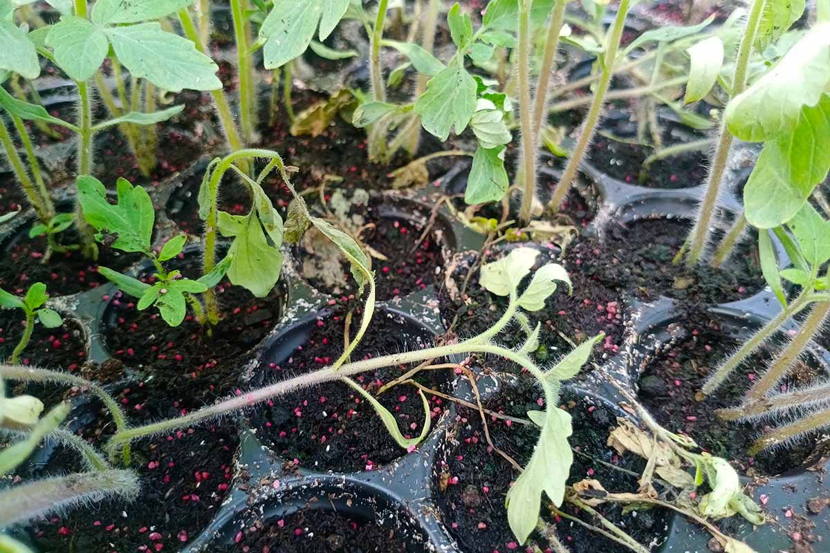 A close up horizontal image of seedlings dying due to being infected with damping off.