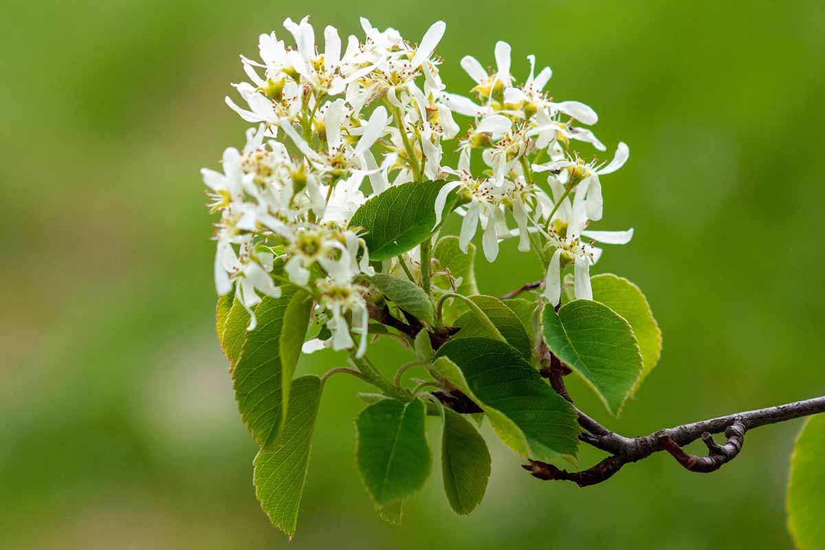 A horizontal close up or a serviceberry branch in spring filled with white flowers.