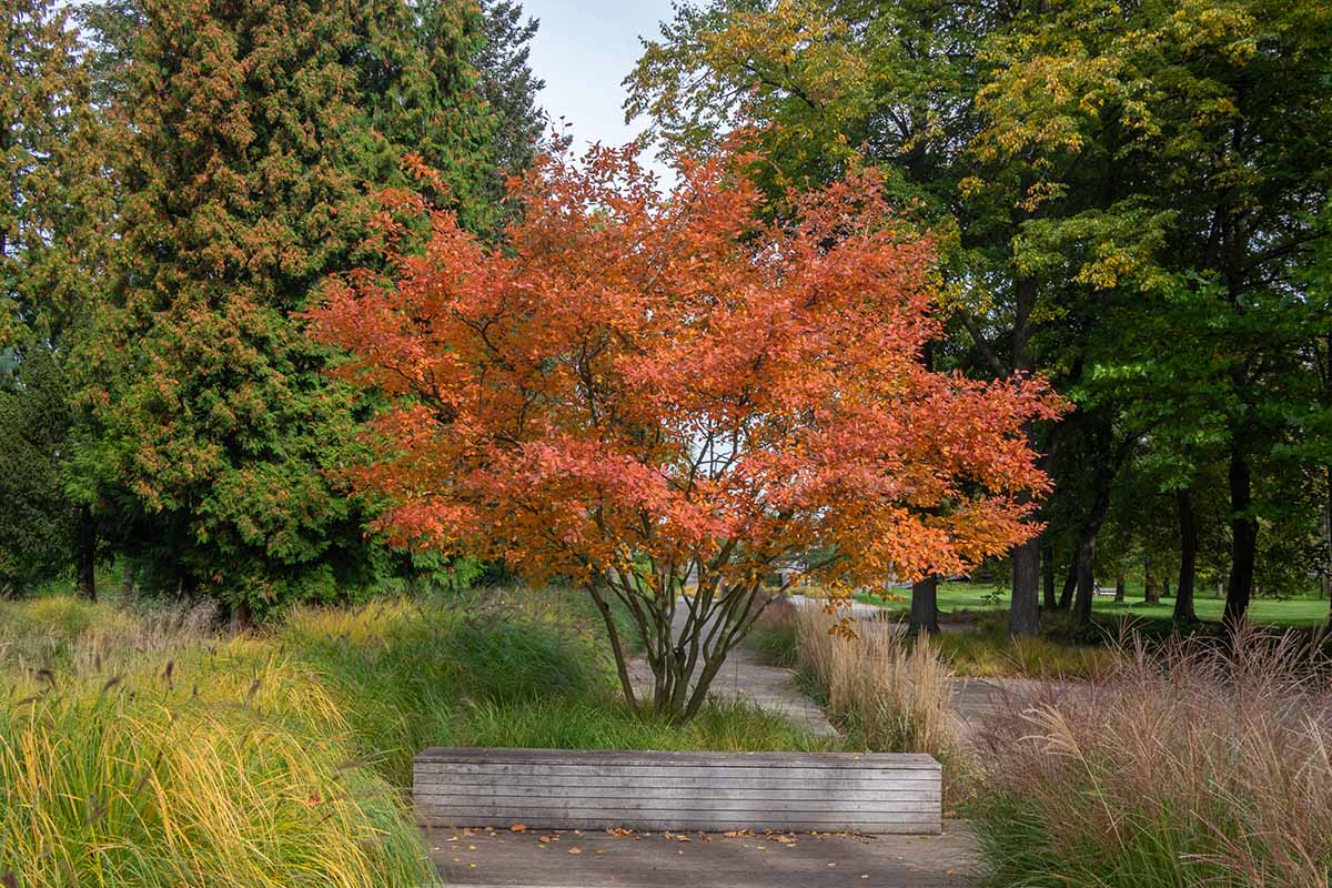 A horizontal photo of a serviceberry tree with red fall foliage surrounded by trees in a clearing.