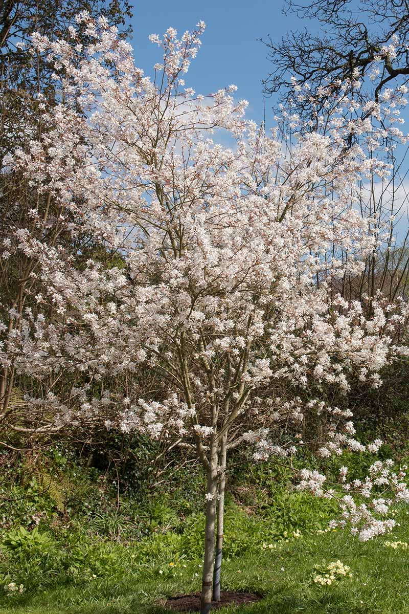 A vertical photo of a serviceberry tree filled with white blooms growing in the garden pictured on a blue sky background.