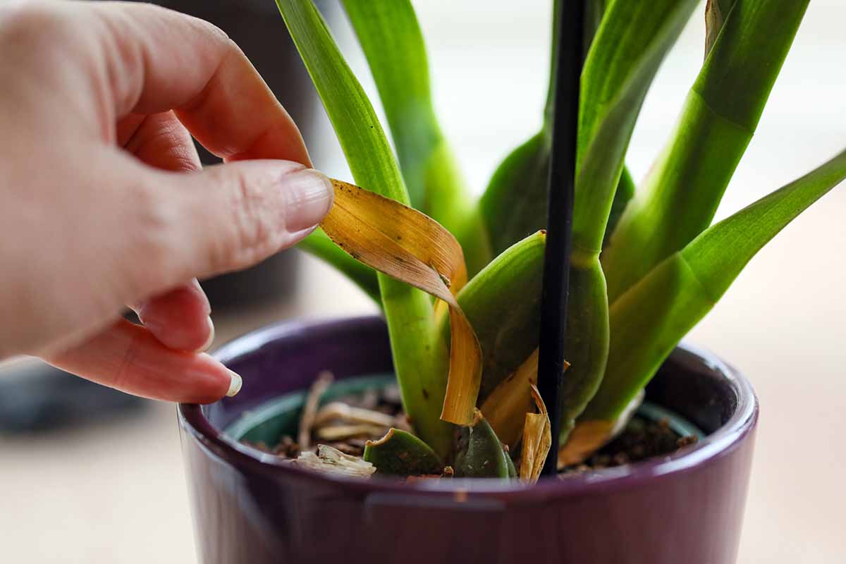 A horizontal shot of a woman gardener's hand peeling a sheath off an orchid from the base of the plant.