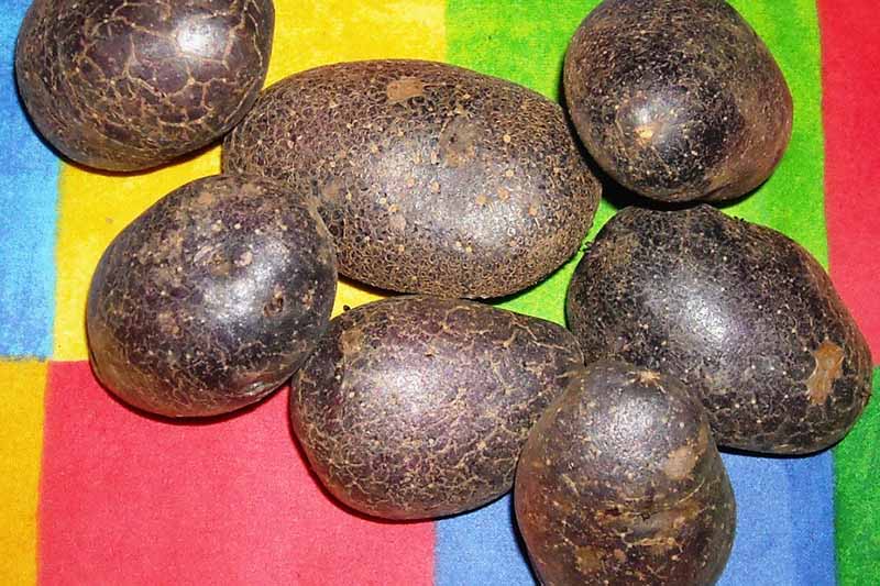 A close up horizontal image of 'Shetland Black' potatoes on a colorful surface.