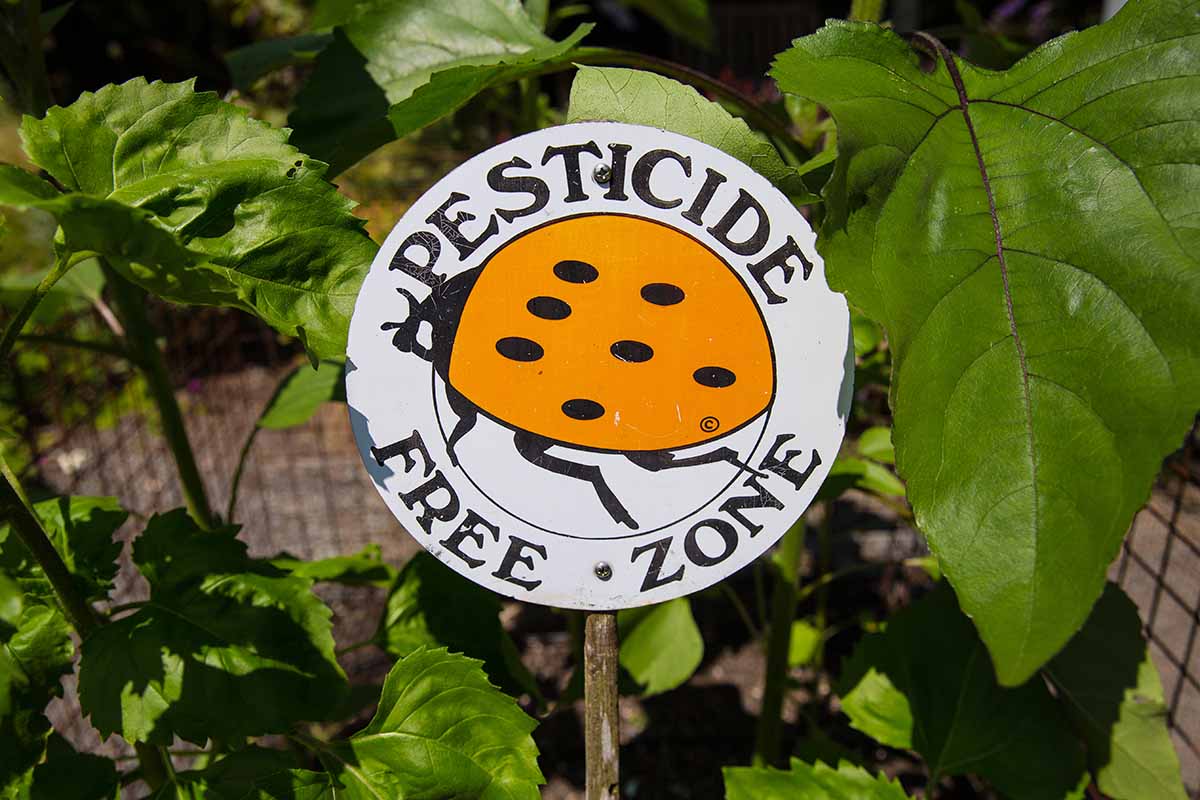 A close up horizontal image of a sign saying "Pesticide Free Zone" set in a garden bed.